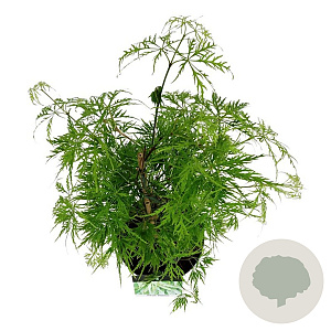 Acer pal. 'Dissectum' 50-60 cm 4,5L