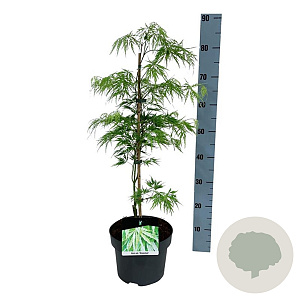 Acer pal. 'Dissectum' 50-60 cm 4,5L