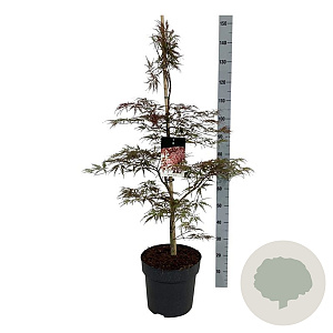 Acer pal. 'Garnet' 100-125 cm 14L
