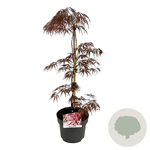 Acer pal. 'Garnet' 50-60 cm 4,5L
