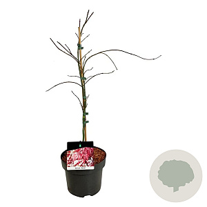 Acer pal. 'Garnet' 50-60 cm 4,5L