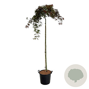 Acer pal. 'Orangeola' 160 cm stam 30L