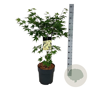 Acer pal. 'Osakazuki' 60-80 cm P27