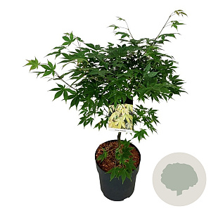 Acer pal. 'Osakazuki' 60-80 cm P27
