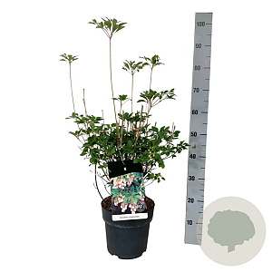 Enkianthus campanulatus 60-80 cm