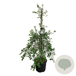 Exochorda 'The Bride' 170-200 cm cont. 55L extra