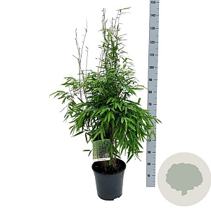 Fargesia nitida 'Gansu 95/2' 80-100 cm P27