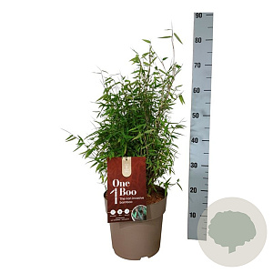 Fargesia 'Red Dragon' 40-60 cm 6,5L