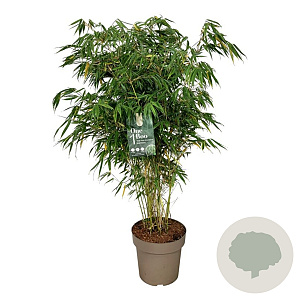 Fargesia robusta 'Pingwu' 100-125 cm 14L