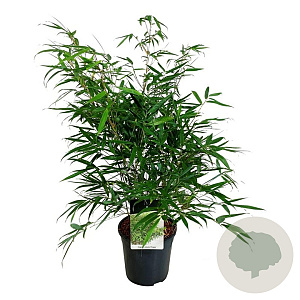 Fargesia robusta 'Pingwu' 60-80 cm 6L