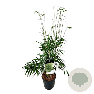 Fargesia robusta 'Pingwu' 80-100 cm 6L