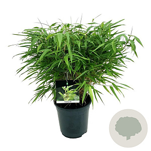 Fargesia rufa 40-60 cm 6,5L