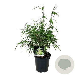 Fargesia rufa 50-60 cm 6L