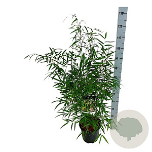 Fargesia scabrida 'Asian Wonder' 60-80 cm 6L