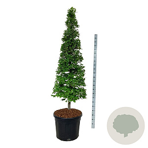 Fagus sylvatica 175-200 cm cont. 90L