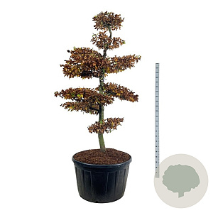 Fagus sylvatica 200-225 cm cont. 285L bonsai