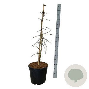 Ginkgo biloba 'China Pendula' 100-125 cm 30L extra
