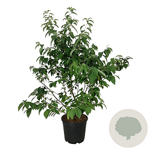 Halesia carolina 125-150 cm 30L extra