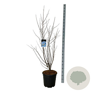 Halesia carolina 125-150 cm 30L extra