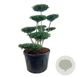 Ilex crenata 'Green Hedge' 100-125 cm cont. 180L bonsai