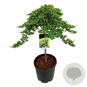 Juniperus procumbens 'Nana' 60 cm stam 15L