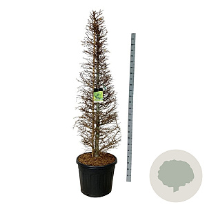 Larix kaempferi 175-200 cm cont. 90L