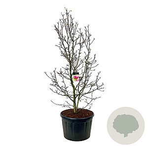 Magnolia 'Genie' 225-250 cm cont. 230L solitair