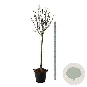 Magnolia 'Pink Beauty' 120 cm stam cont. 55L extra