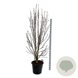 Magnolia 'Heaven Scent' 200-225 cm cont. 55L extra