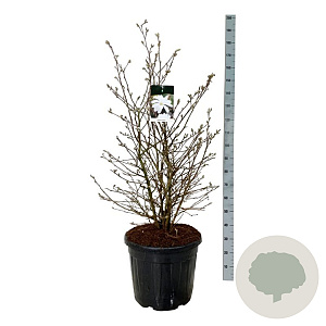 Magnolia stellata 100-125 cm cont. 55L extra