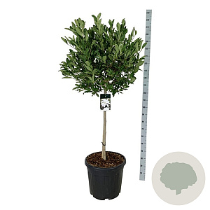 Magnolia stellata 90 cm stam cont. 55L extra