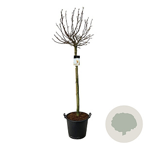 Magnolia 'Sunrise' 120 cm stam cont. 55L extra