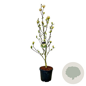 Magnolia 'Sunsation' 225-250 cm cont. 55L extra