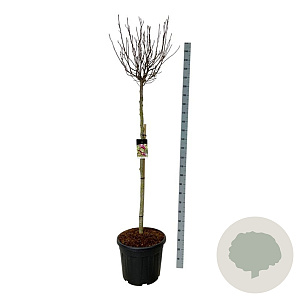 Magnolia 'Susan' 150 cm stam cont. 55L