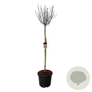 Magnolia 'Susan' 150 cm stam cont. 55L