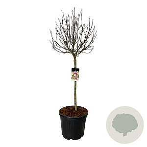 Magnolia 'Susan' 90 cm stam cont. 55L extra