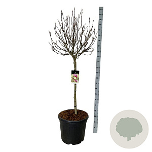 Magnolia 'Susan' 90 cm stam cont. 55L extra