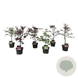 Mixlaag Acer palmatum veredeld 50-60 cm 4,5L