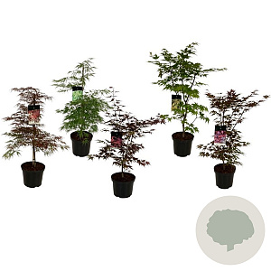 Mixlaag Acer palmatum veredeld 80-100 cm P27