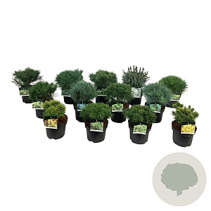 Mixlaag veredelde coniferen exclusief 25-30 cm