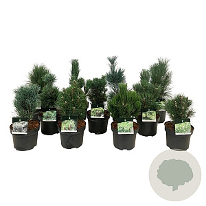 Mixlaag veredelde coniferen exclusief 30-40 cm 4,5L
