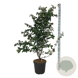 Parrotia persica 'Bella' 150-175 cm 30L extra