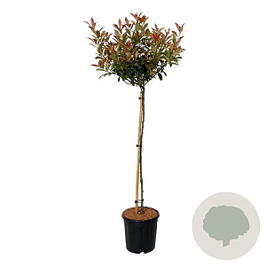 Photinia fraseri 'Carré Rouge' 90 cm stam 15L