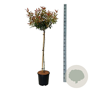 Photinia fraseri 'Carré Rouge' 90 cm stam 15L