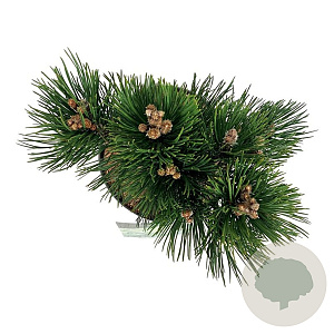 Pinus heldreichii 'Compact Gem' 25-30 cm
