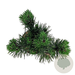 Pinus heldreichii 'Satellit' 25-30 cm