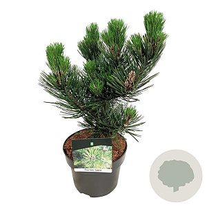 Pinus heldreichii 'Satellit' 25-30 cm