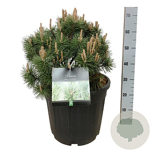 Pinus mugo 'Green Column' 40-50 cm 30L extra