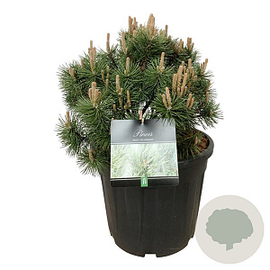 Pinus mugo 'Green Column' 40-50 cm 30L extra