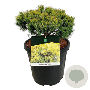 Pinus mugo 'Ophir' 40-50 cm 15L